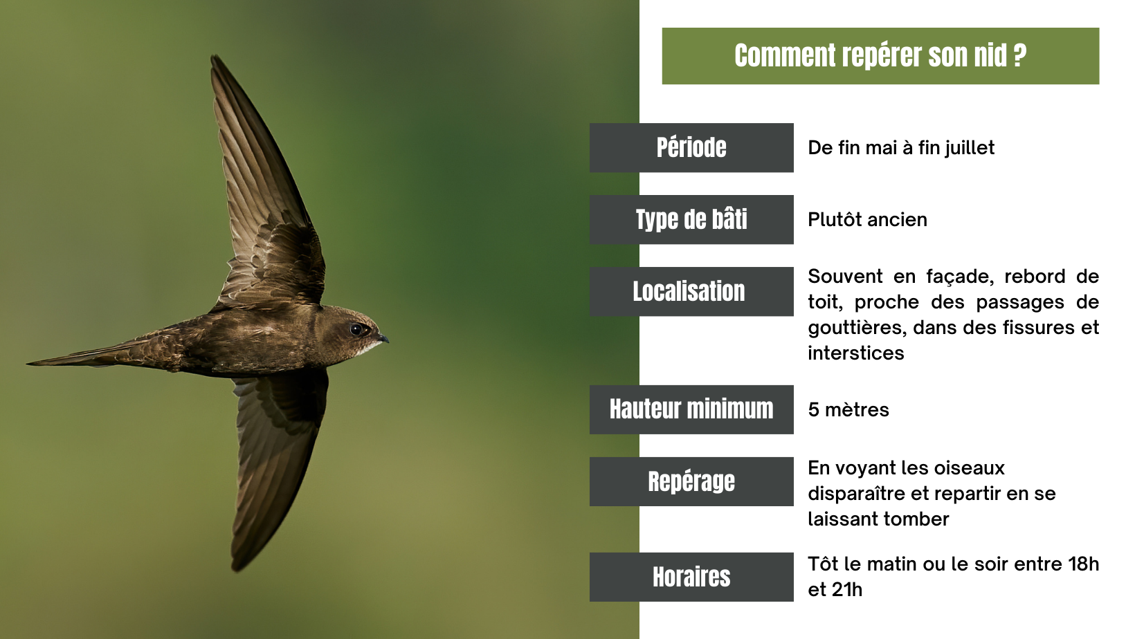 https://www.laval.fr/fileadmin/Phototheque_agglo/Actualites/ACTUALIT%C3%89S_2023/Martinet_noir_comment_rep%C3%A9rer_son_nid_.png
