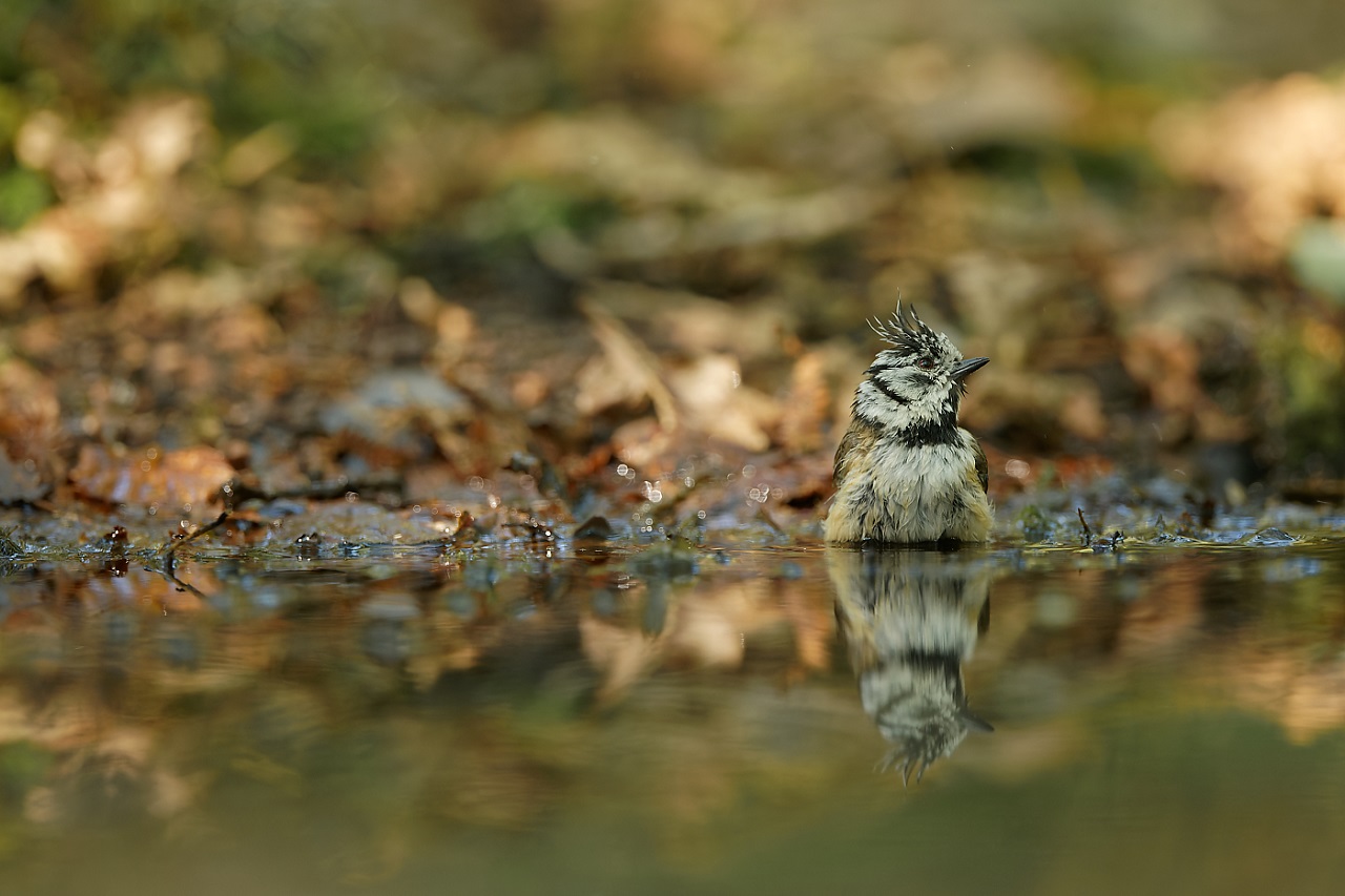 https://www.laval.fr/fileadmin/Phototheque_agglo/Environnement_Nature/BOIS_DE_L_HUISSERIE/bois_huisserie_eric_medard_1.jpg