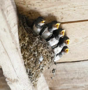 https://www.laval.fr/fileadmin/Phototheque_agglo/Environnement_Nature/CIN/Actu_recensement_nids_de_martinet/nidification_hirondelle_de_fen%C3%AAtre.png