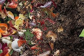 Composted Soil Cycle LES PETITES BÊTES DU COMPOST