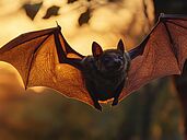 La Symphonie des chauves-souris