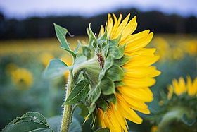 Biodiversité dans la prairie