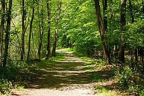Dirt road in the middle of forest trees on a sunny day Les vendredis du Pôle