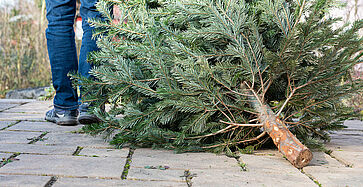 A man pulling the old christmas tree away