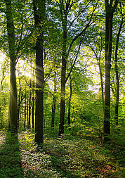 Green forest panorama with rays of sunlight