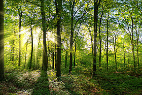 Les 5 sens dans le bois