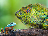 Les reptiles