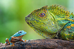Les reptiles
