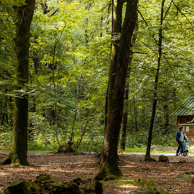 Bois de L'Huisserie : des travaux forestiers en cours