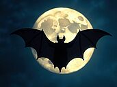 Nuit européenne de la chauve-souris