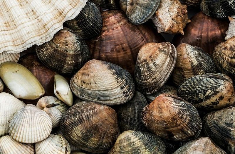 Recyclez vos coquillages dans les déchèteries