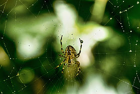 Closeup of a spider on a spider web Objectif : Araignées