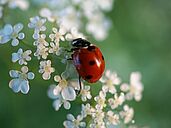 Les coccinelles